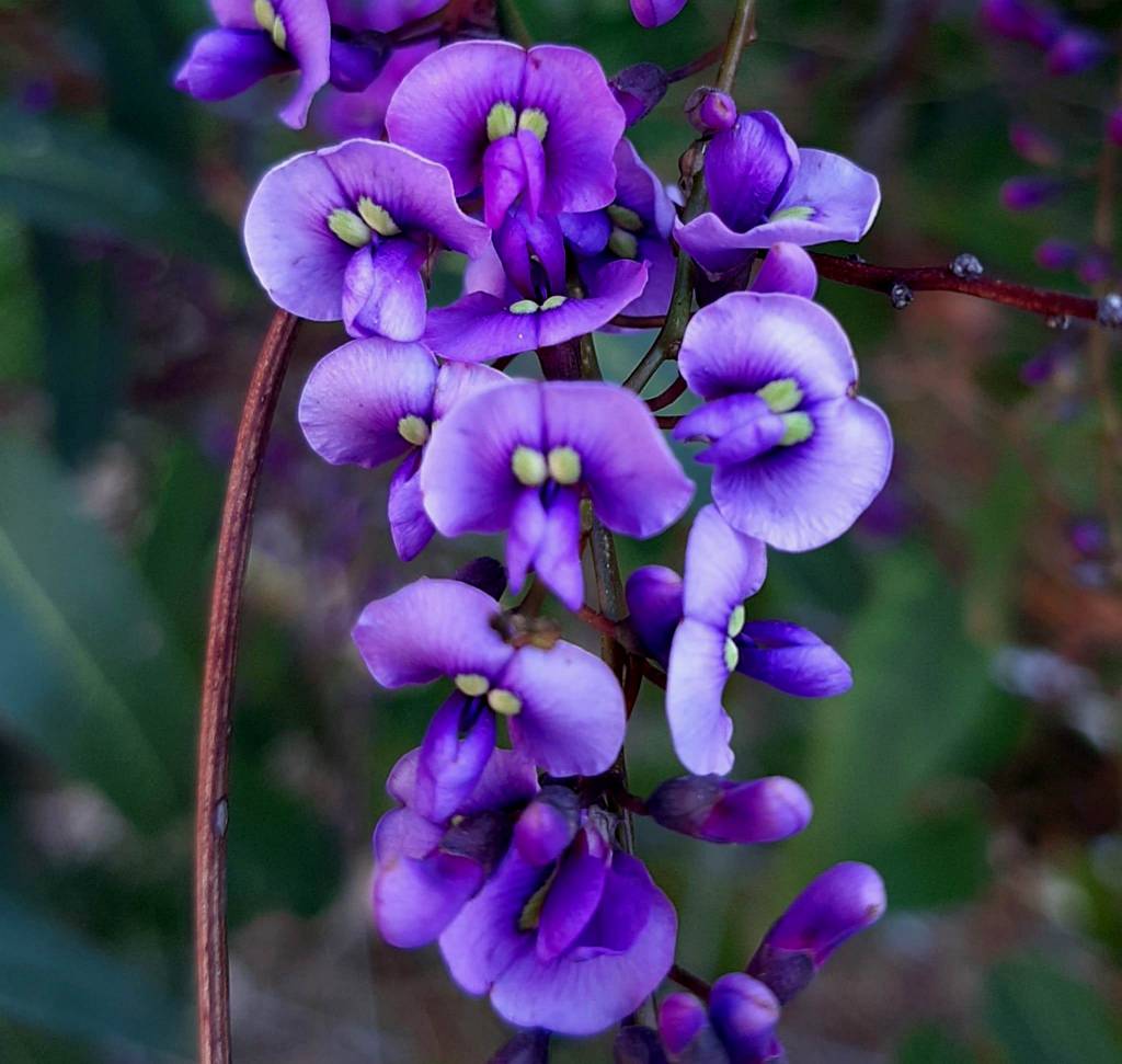 Hardenbergia violacea - Гарденбергия фиолетовая