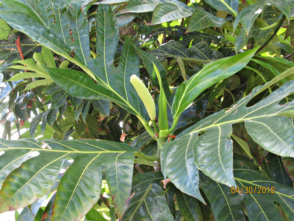 Artocarpus altilis - Хлебное дерево