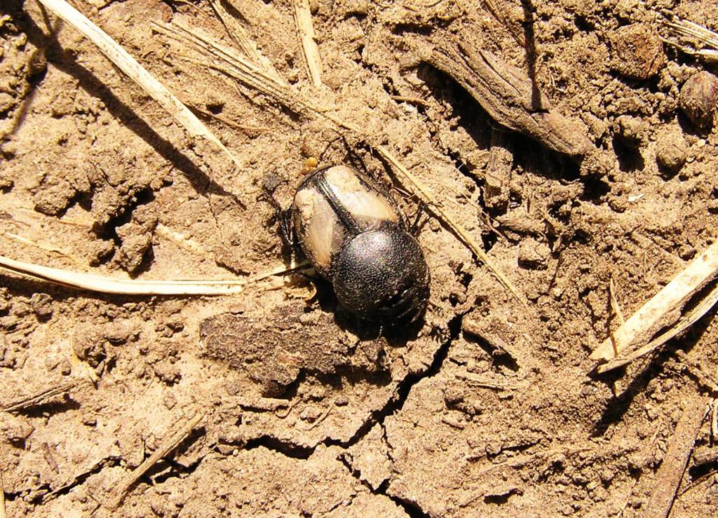 Onthophagus marginalis przewalski