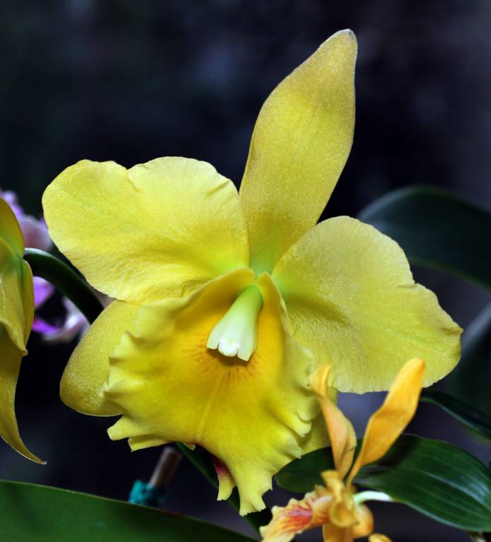 Выставка орхидей в "Аптекарском огороде"