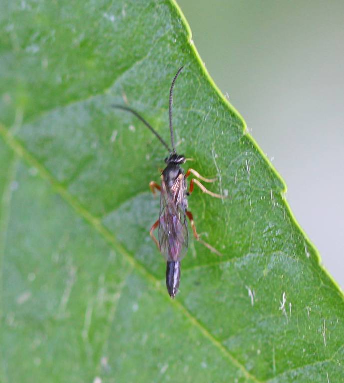 Ichneumonidae176