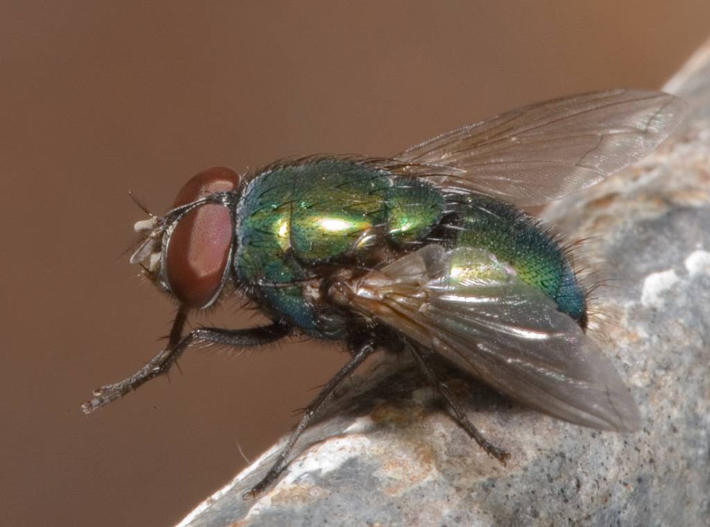 Зелёная муха