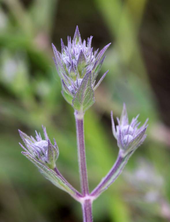Nepeta parviflora - Котовник мелкоцветковый