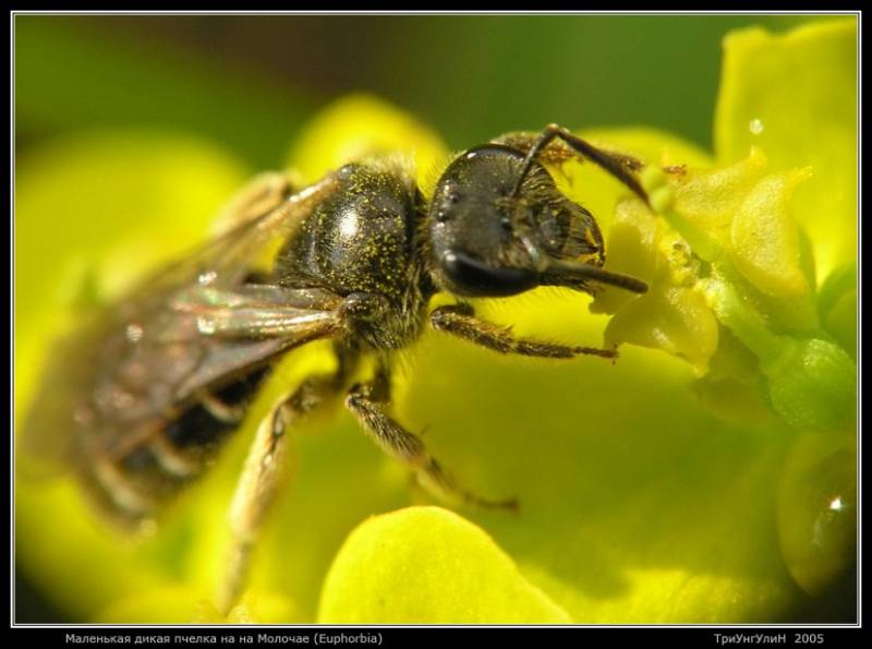 Маленькая дикая пчелка на на Молочае (Euphorbia)