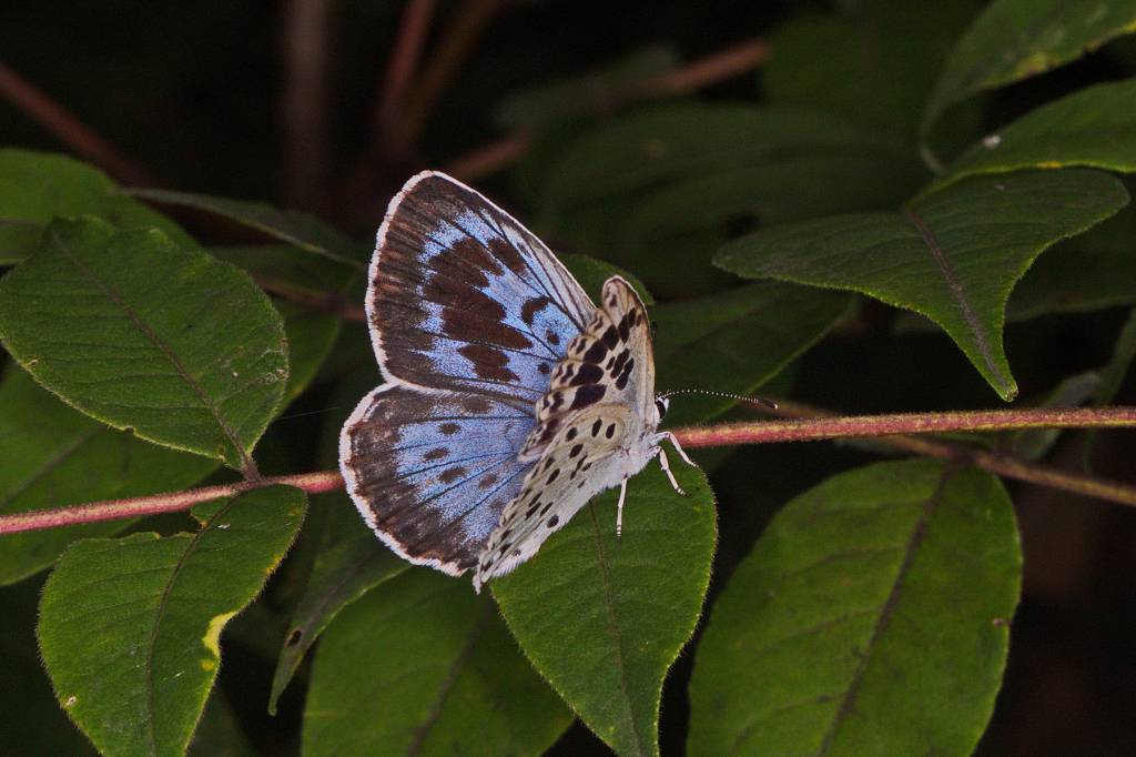 Phengaris arionides - Голубянка восточная