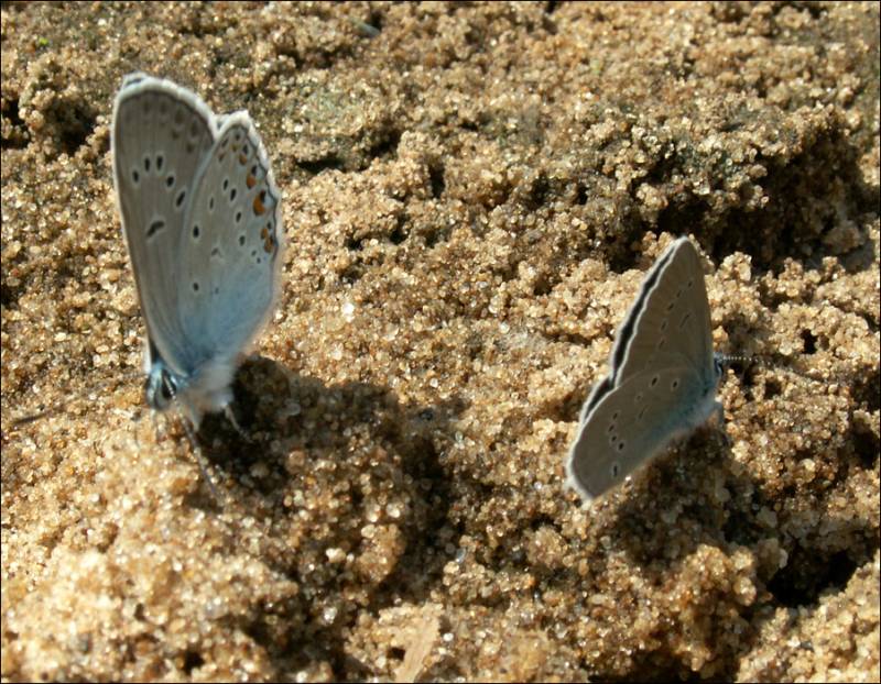 Polyommatus amandus - Голубянка Аманда (милая, быстрая)