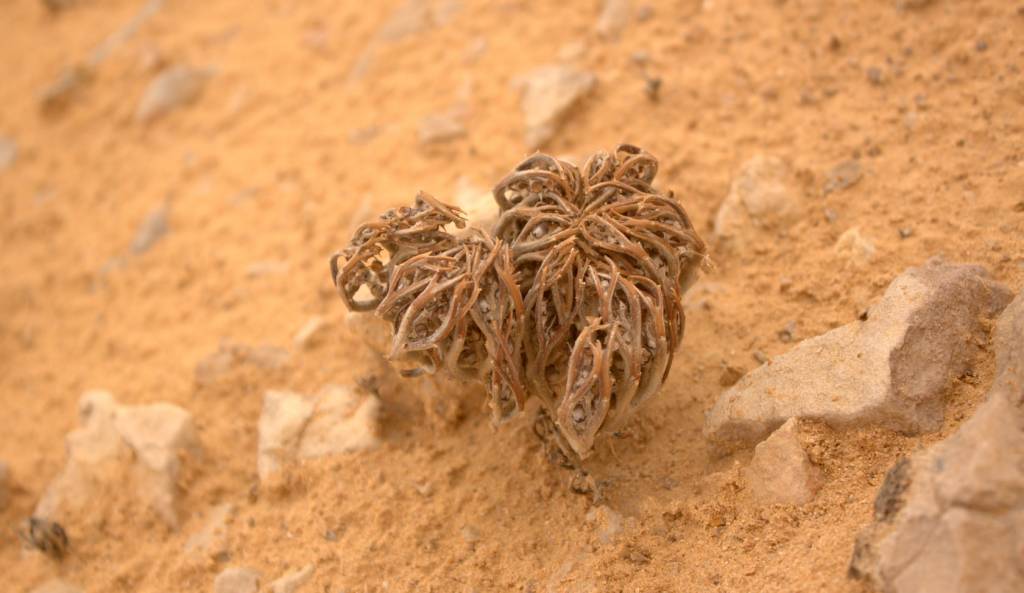 Anastatica hierochuntica - Анастатика иерихонская, Иерихонская роза