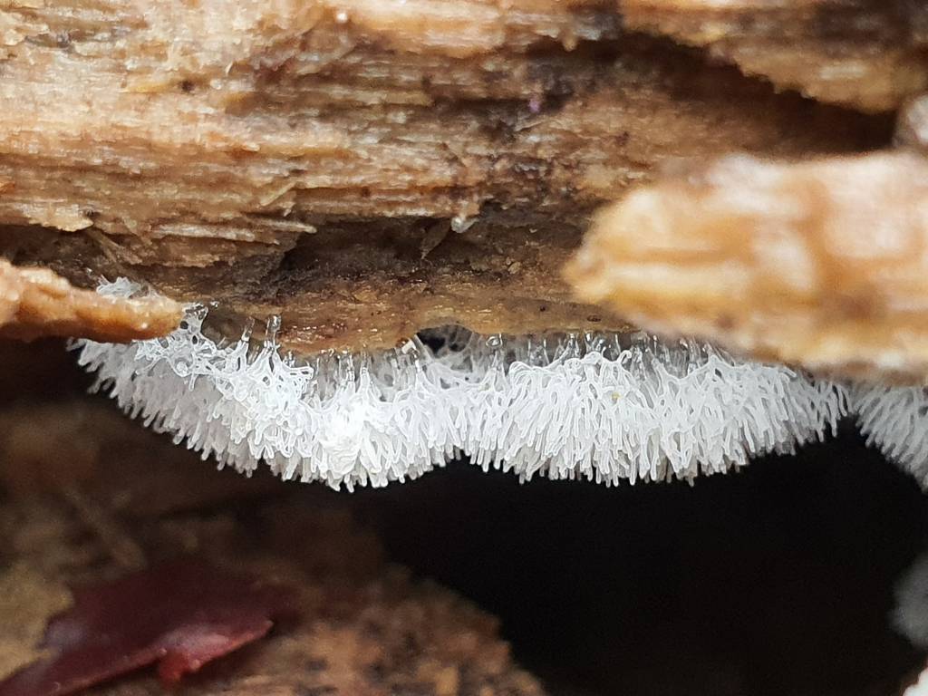 Ceratiomyxa fruticulosa - Цератомикса кустарничковая