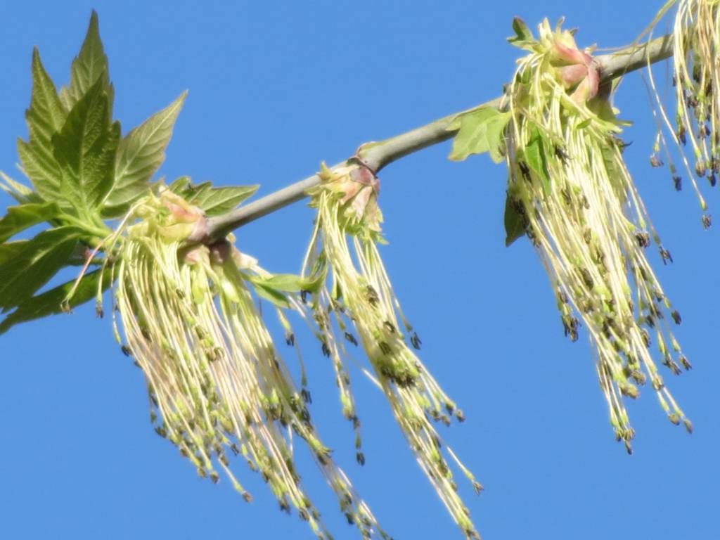 Acer negundo - Клён ясенелистный