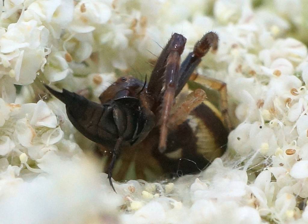 Ловля насекомых из засады в отверстии цветочного зонтика