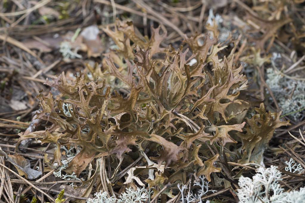 Cetraria islandica - Цетрария исландская