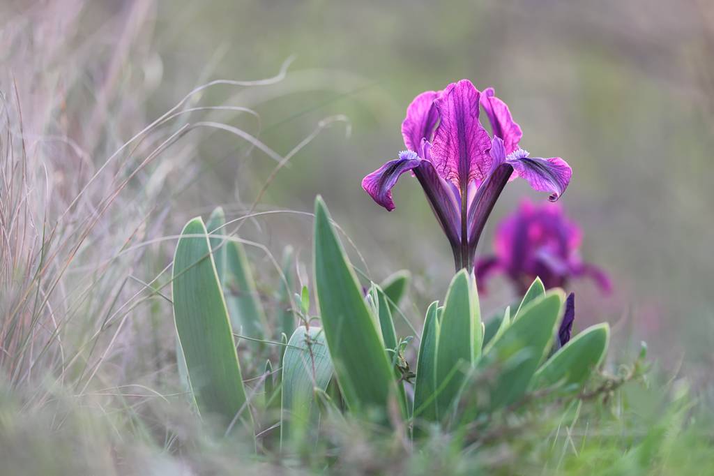 Iris pumila - Ирис карликовый