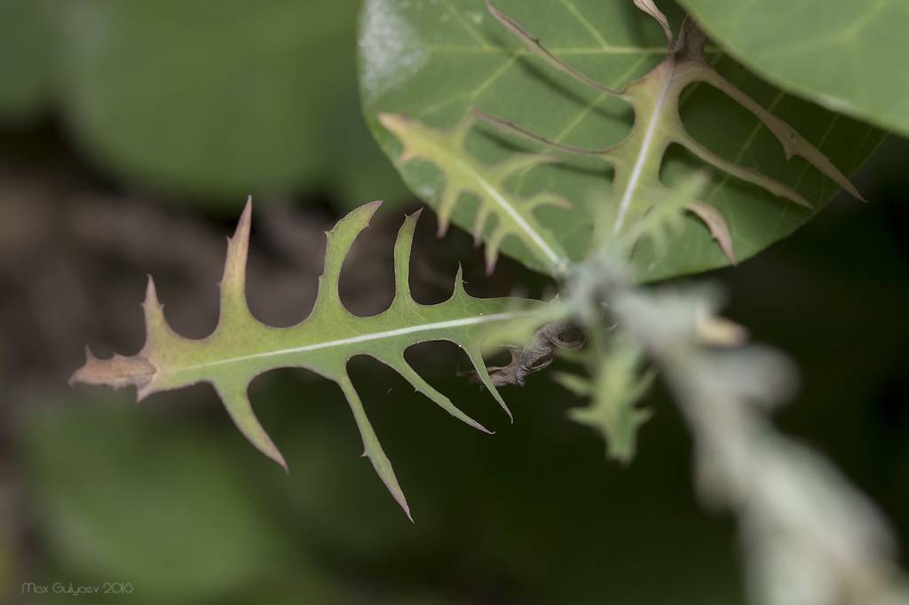 Lactuca viminea - Скариола прутовидная, Латук прутовидный