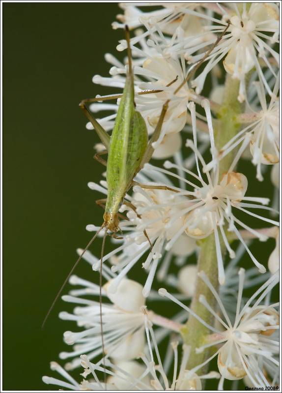 Oecanthus longicauda - Трубачик восточный