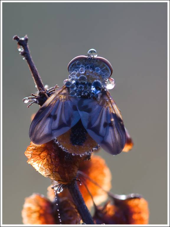 Ectophasia crassipennis - Ежемуха толстокрылая