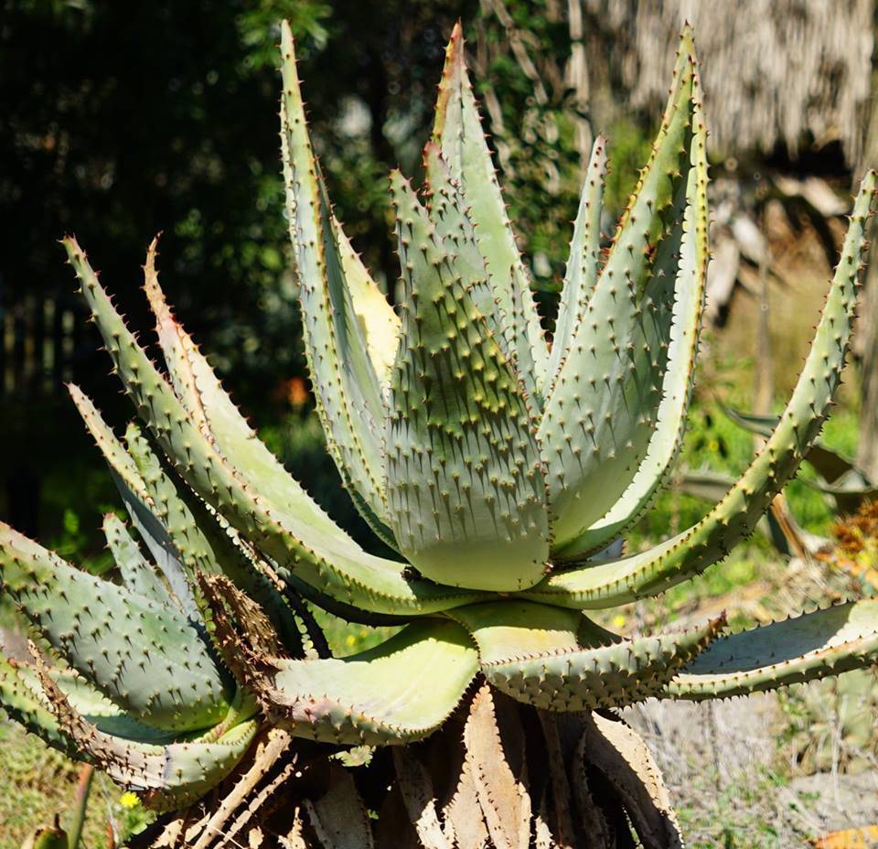 Aloe ferox - Алоэ устрашающее