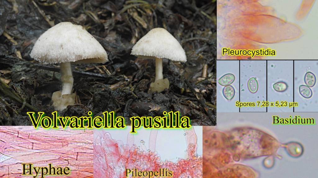 Volvariella pusilla - Вольвариелла маленькая