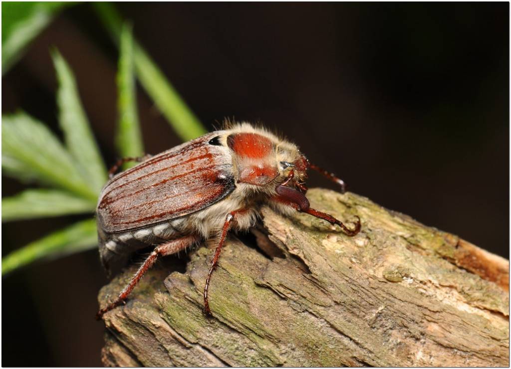 Melolontha hippocastani - Хрущ (жук) майский восточный