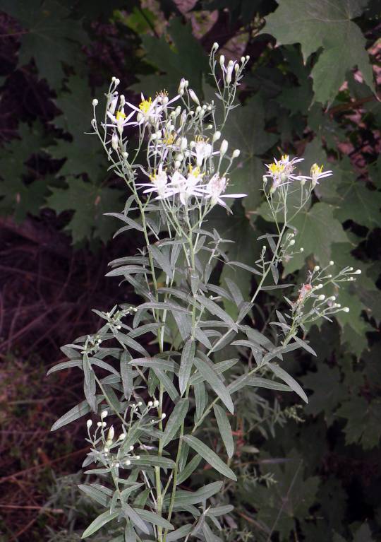 Galatella sedifolia subsp. dracunculoides - Солонечник эстрагоновидный