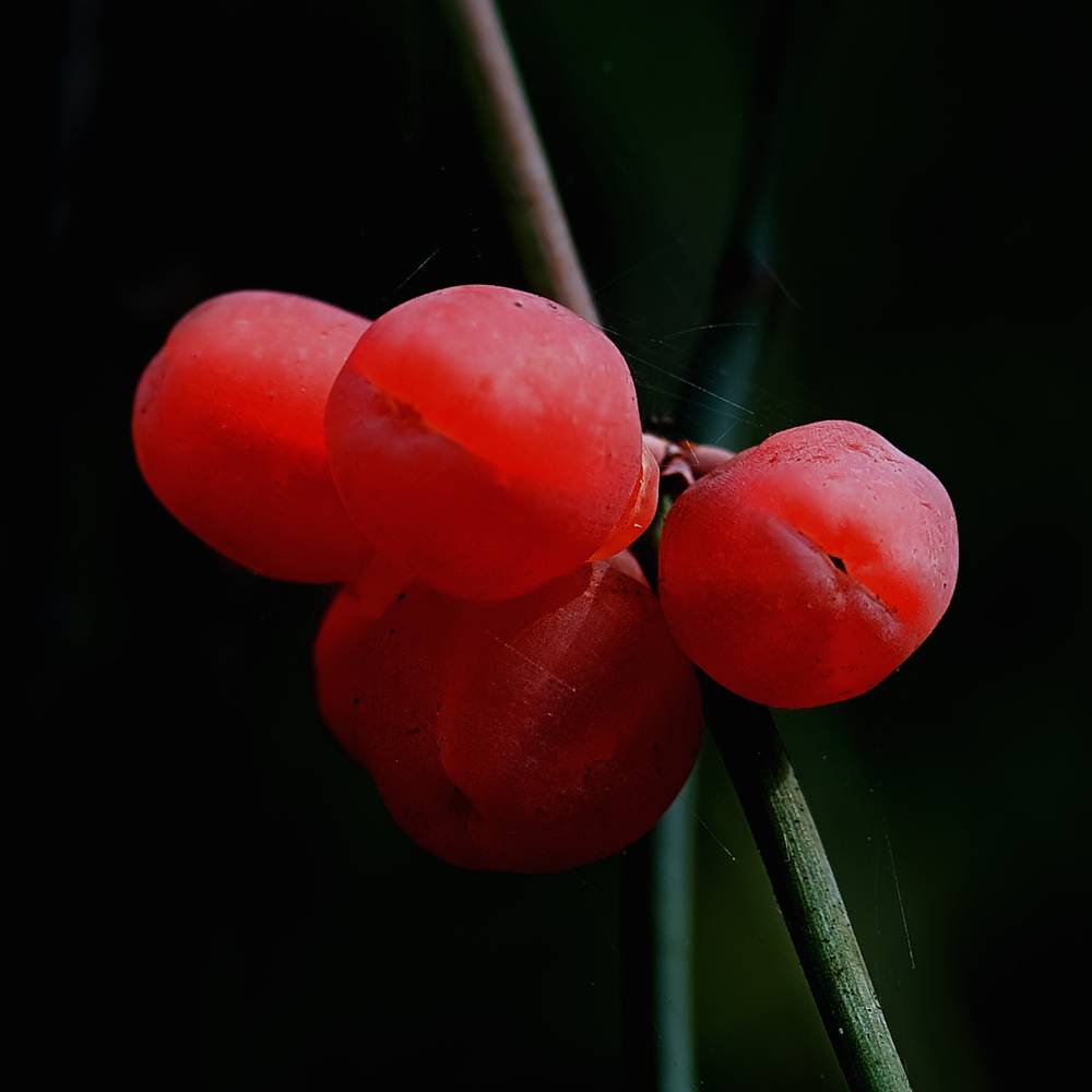 Ephedra aphylla - Эфедра безлистая