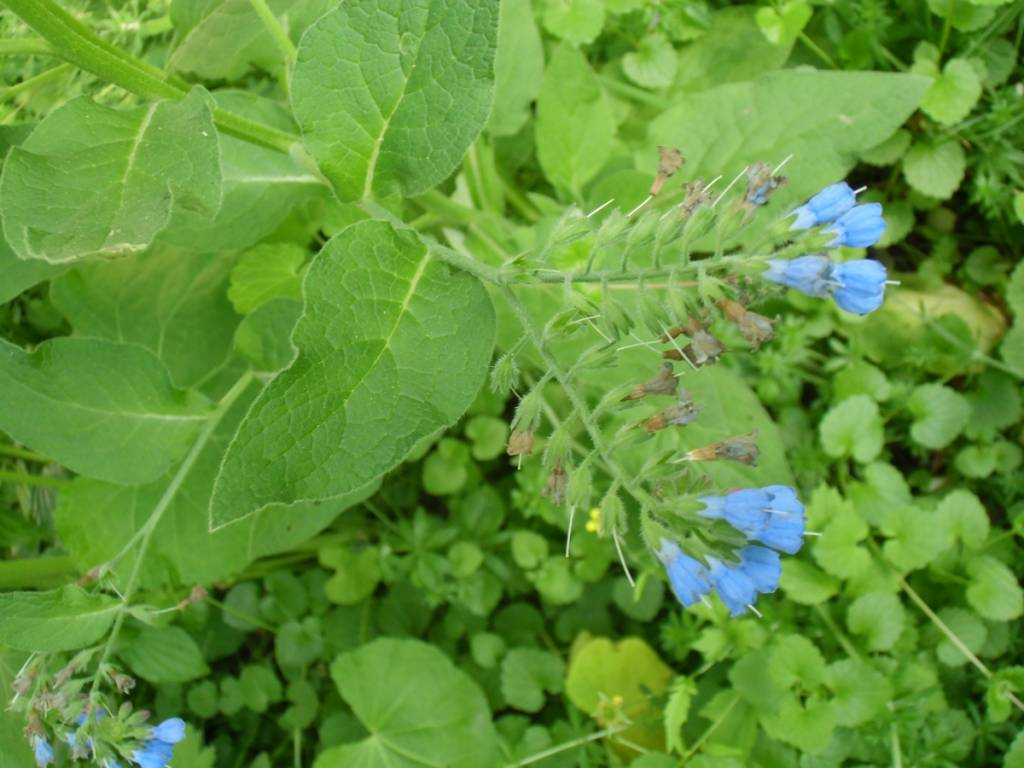 Symphytum caucasicum - Окопник кавказский