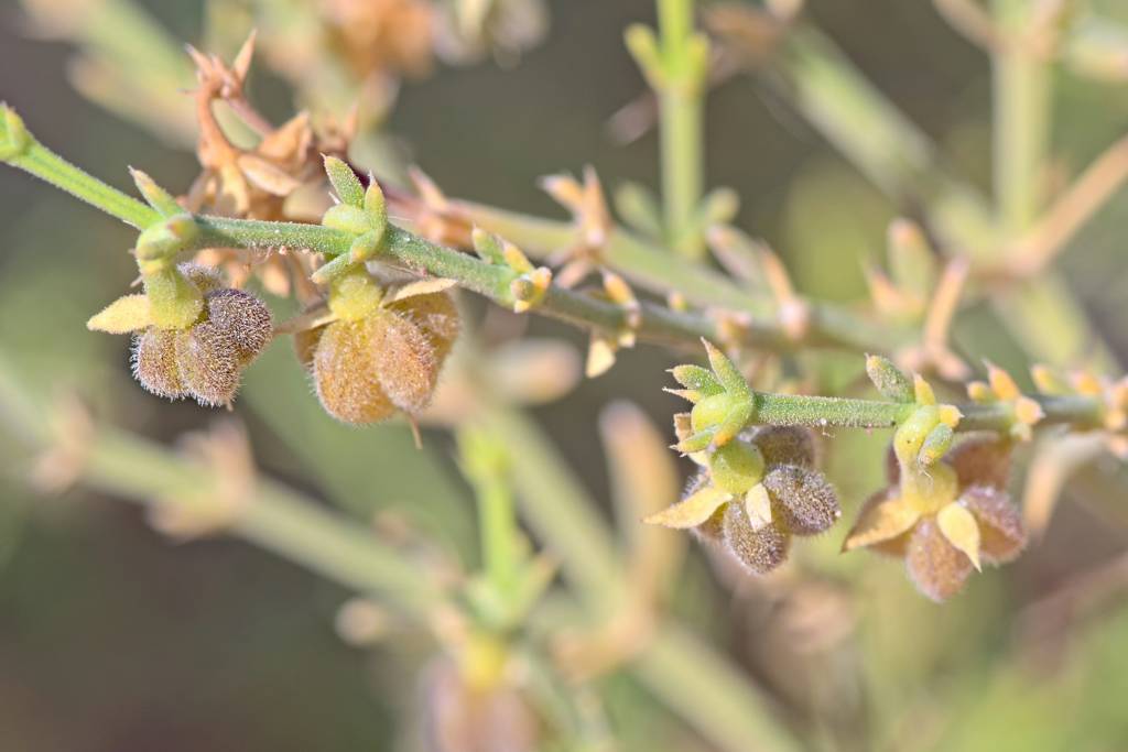 Zygophyllum arabicum - Фагония арабская