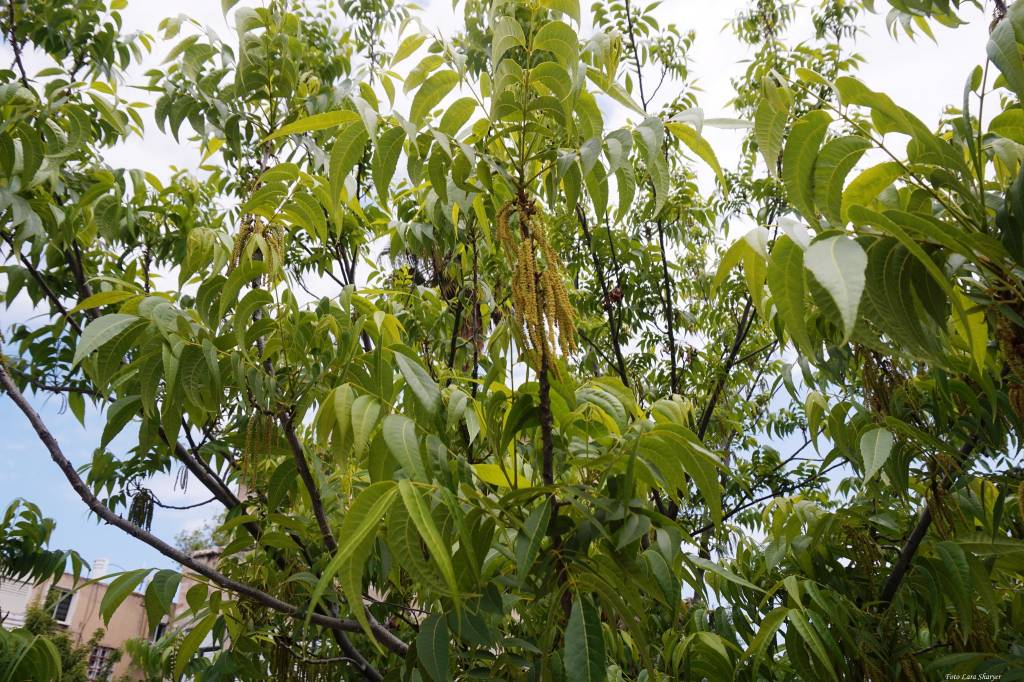 Carya illinoinensis - Пекан обыкновенный