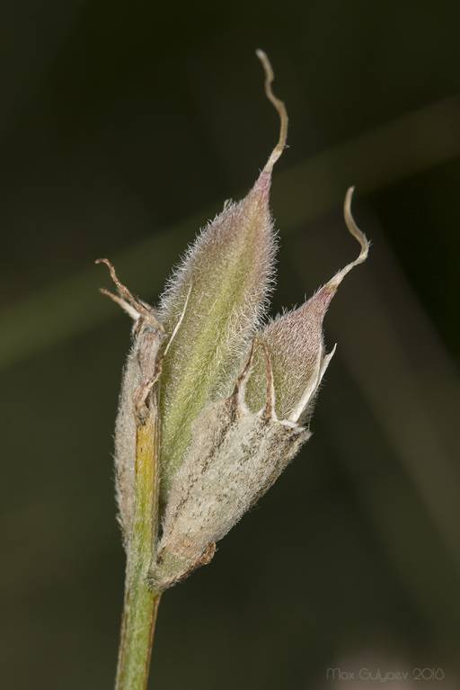 Astragalus pallescens - Астрагал бледноватый