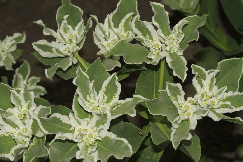 Euphorbia marginata - Молочай окаймленный, Молочай пестрый