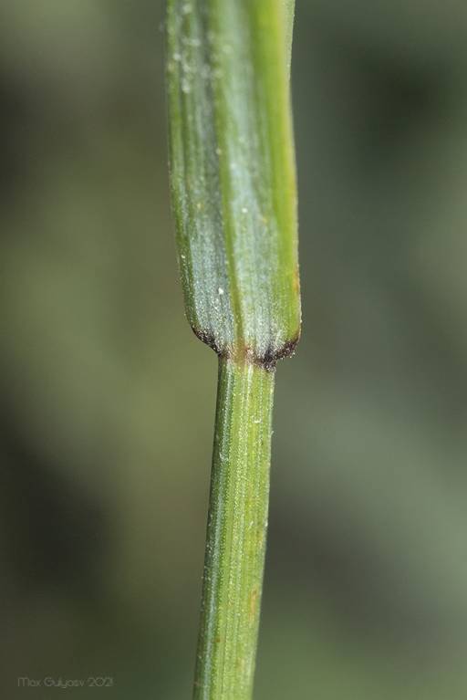 Agropyron cristatum - Житняк гребенчатый, Житняк гребневидный