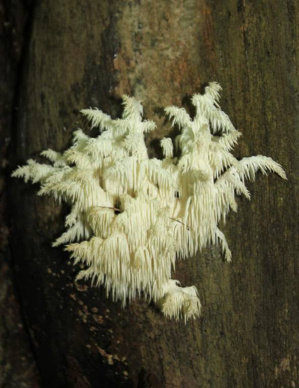 Hericium coralloides - Ежовик коралловидный