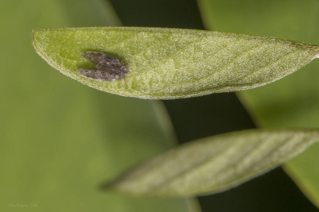 Robinia pseudoacacia - Робиния ложноакациевая