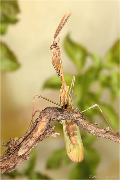 Empusa fasciata - Эмпуза полосатая