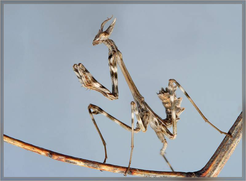 Empusa pennicornis - Эмпуза перистоусая или песчанная