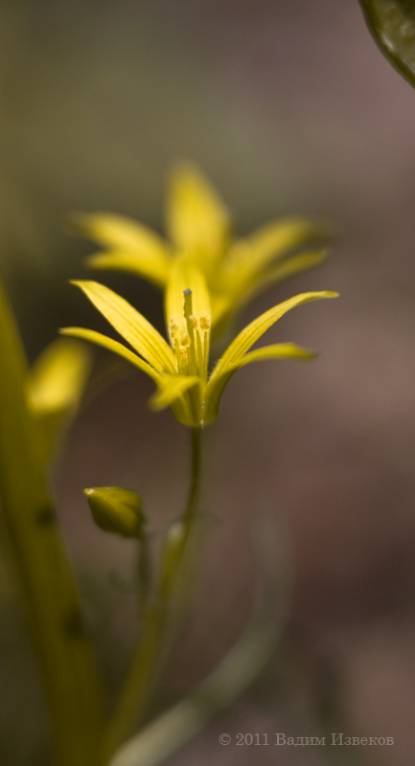 Gagea lutea - Гусиный лук жёлтый
