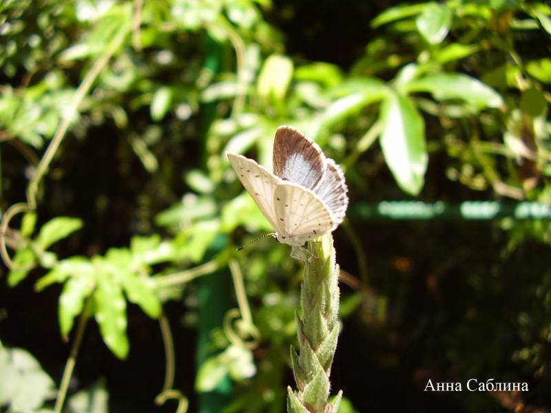 Celastrina argiolus - Голубянка крушинная (весенняя)