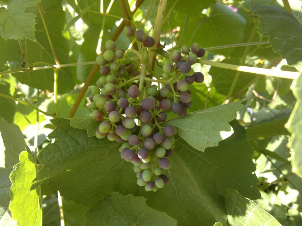 Vitis vinifera - Виноград культурный