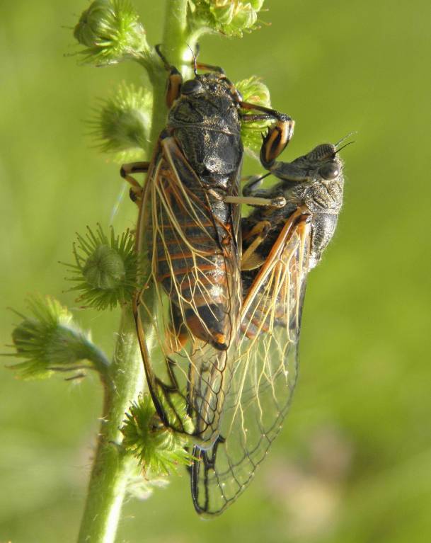 Cicadetta concinna