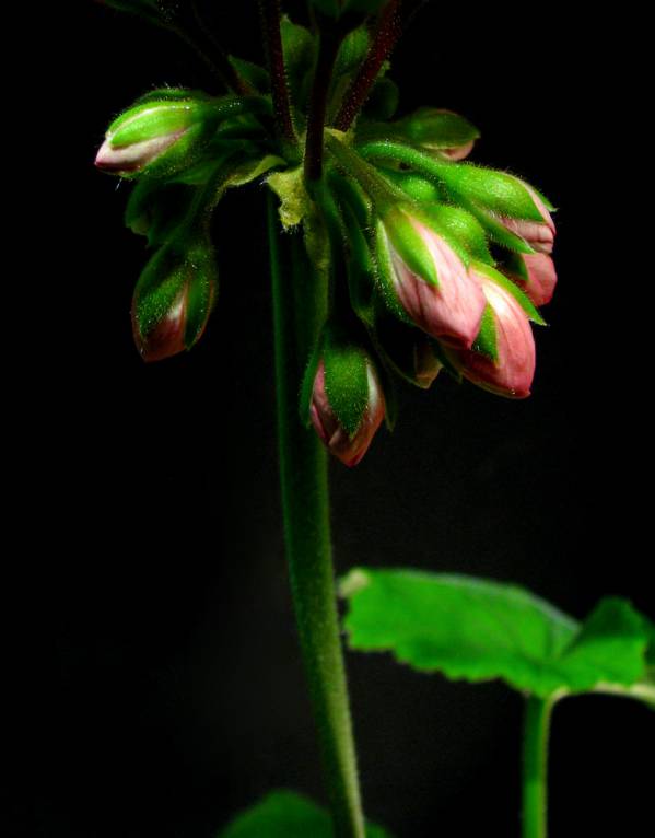 Pelargonium - Пеларгония