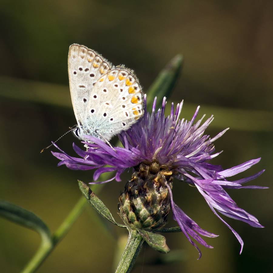 Polyommatus bellargus - Голубянка красивая