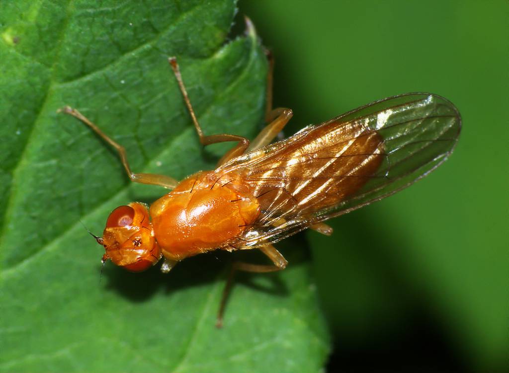 Psilidae
