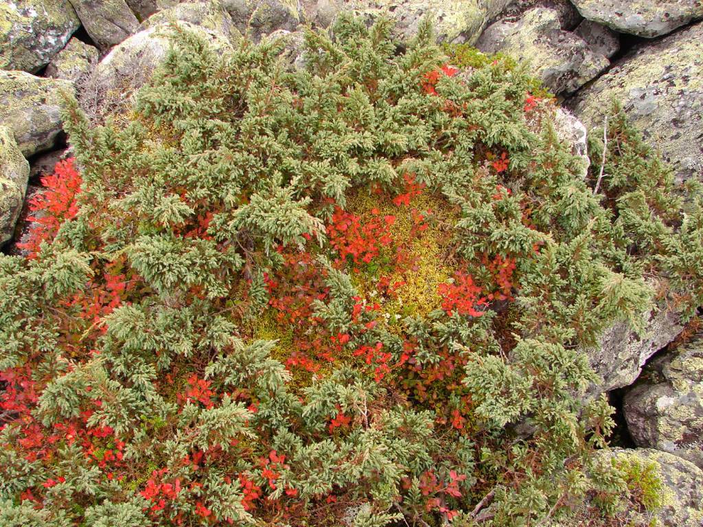 Juniperus communis var. saxatilis - Можжевельник сибирский