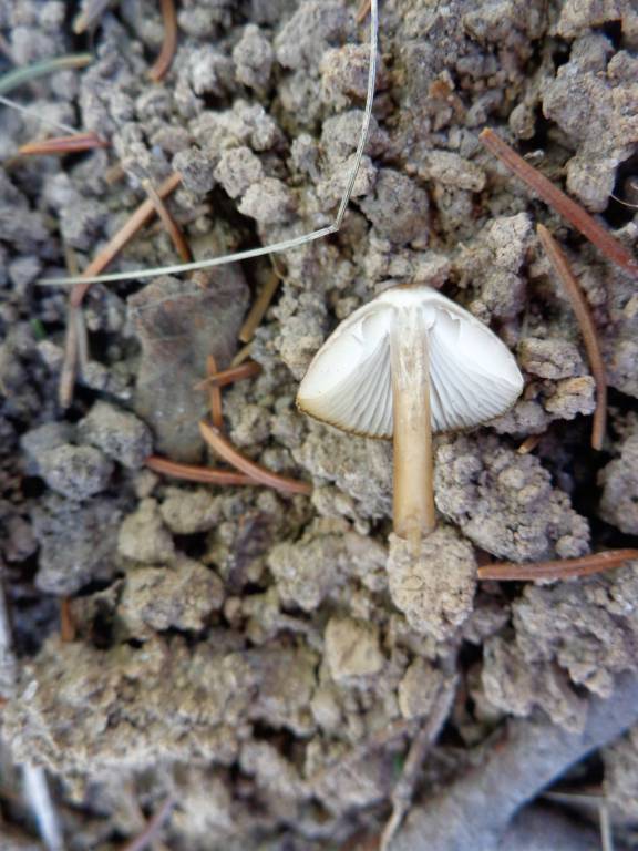 Mycena strobilicola - Мицена шишковая