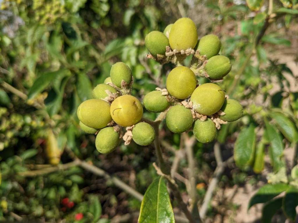 Solanum umbellatum
