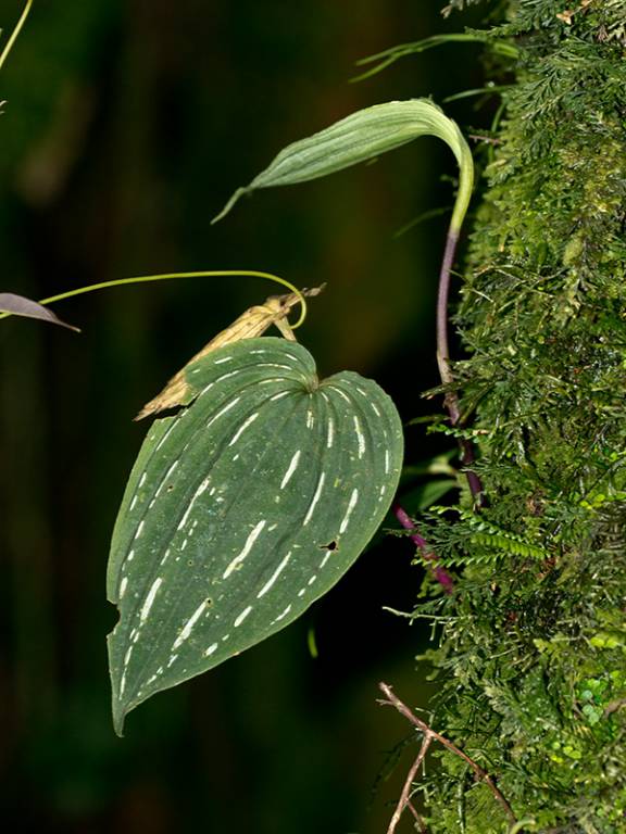 Monophyllorchis maculata