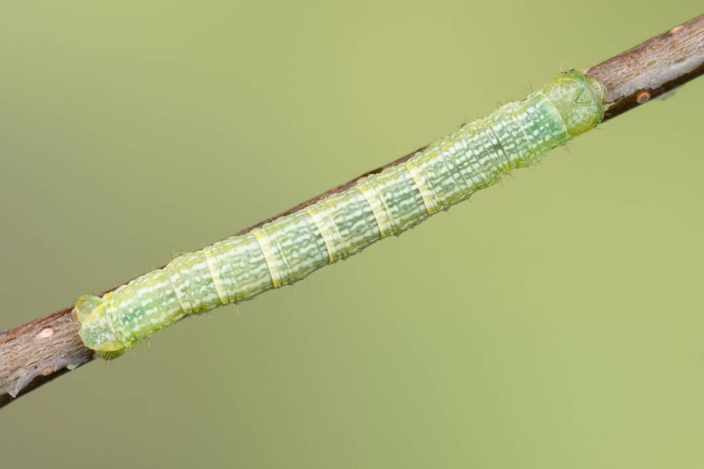 Aethalura punctulata - Пяденица дымчатая точечная