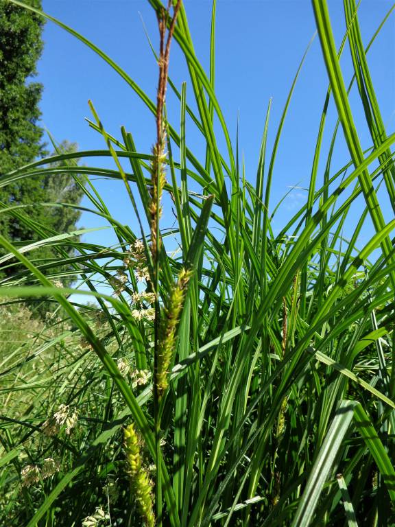 Carex atherodes - Осока прямоколосная