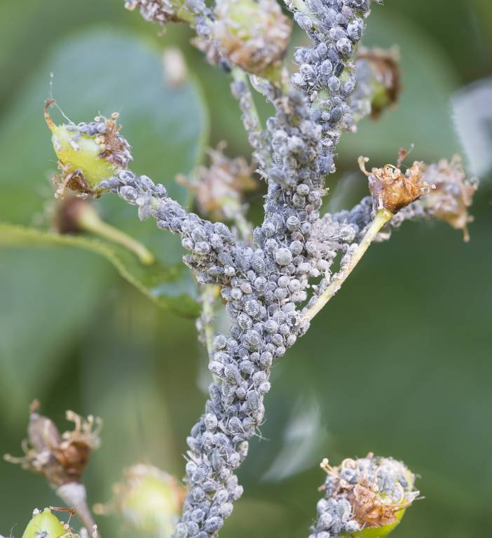 Rhopalosiphum padi - Обыкновенная черёмуховая тля