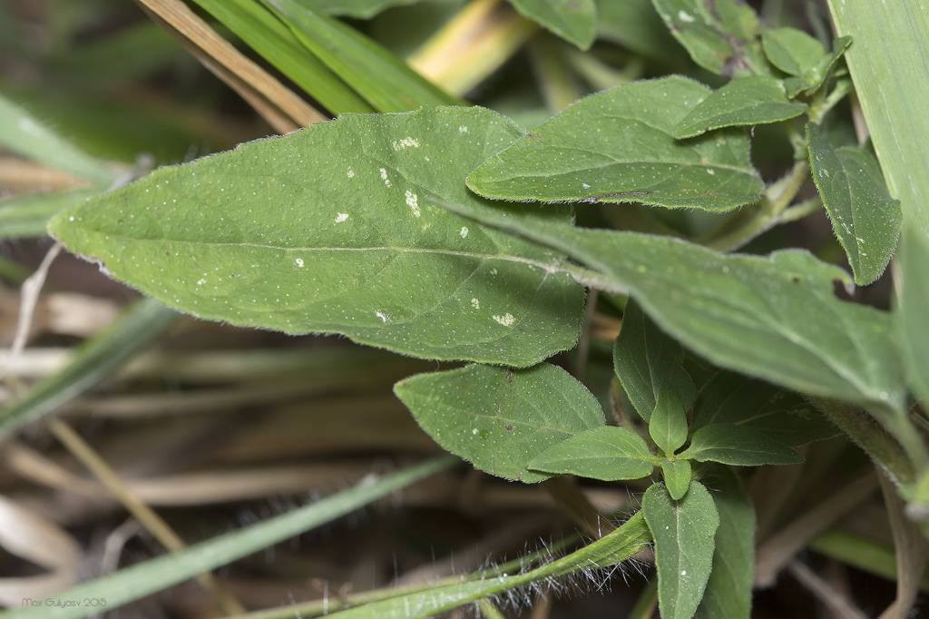 Origanum vulgare - Душица обыкновенная
