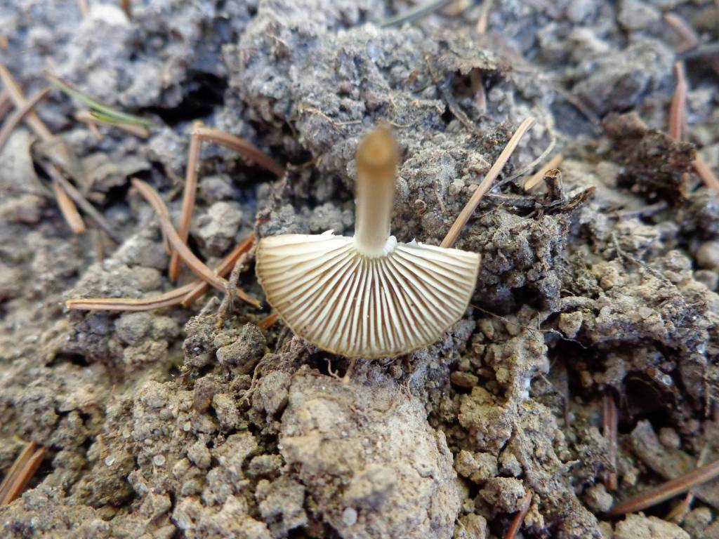 Mycena strobilicola - Мицена шишковая